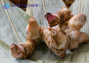 Jual Galangal Oil-